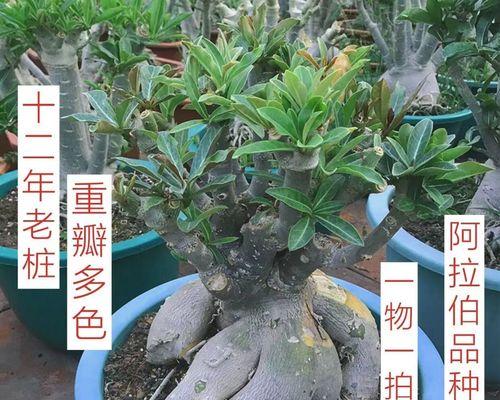 如何成功种植沙漠玫瑰——让您的花园绽放美丽（——沙漠玫瑰怎么养才开花）