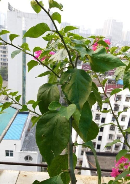 三角梅修剪时间详解（掌握这些时间点，让你的三角梅更美更健康）