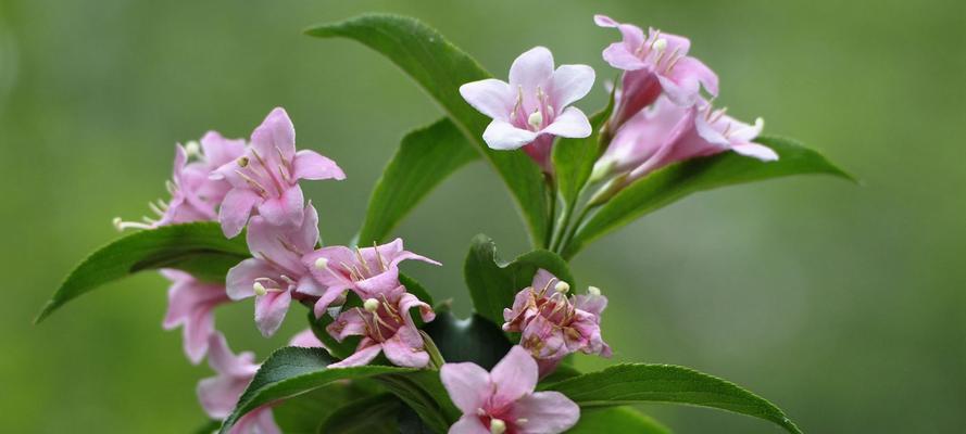 锦带花的花语与寓意（探索锦带花的神秘与魅力）