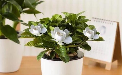 夏季栀子花养护指南（让你的栀子花在夏天绽放美丽）