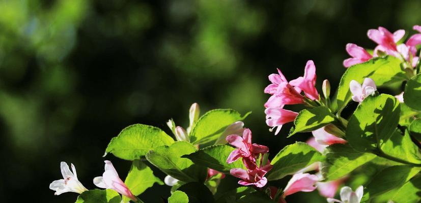 锦带花的花语与寓意（探究锦带花背后的深意与象征）