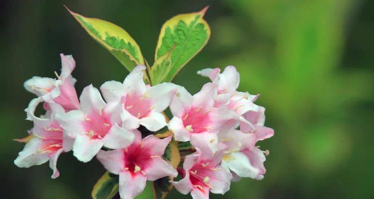 锦带花的花语与寓意（探究锦带花背后的深意与象征）