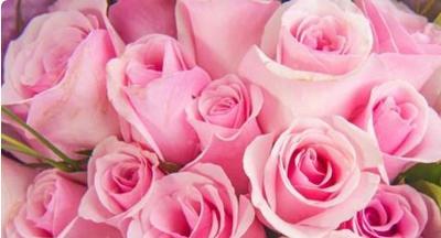 九朵玫瑰的花语之美（探秘九朵玫瑰花的深刻含义）