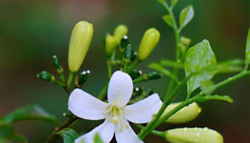 九里香花语与寓意的深度解读（探秘九里香花语的神秘内涵）