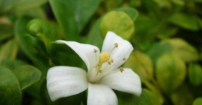 九里香花语与寓意的深度解读（探秘九里香花语的神秘内涵）