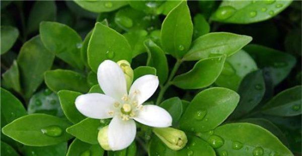 九里香花语的意义与传承（九里香花语的内涵与象征及其传承与发展）