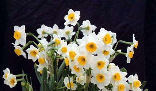 水仙花的生长周期与花期（探究水仙花的生长规律，享受开花的美好时刻）