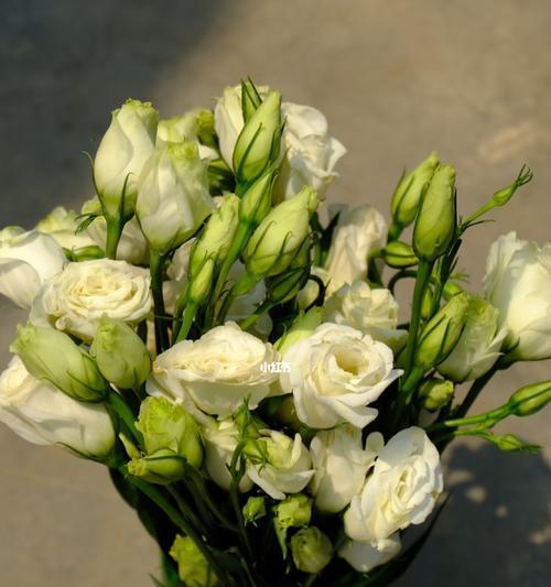 桔梗的花语——传递深情与祝福（探索桔梗花的含义与象征，传达真挚情感与美好祝福）