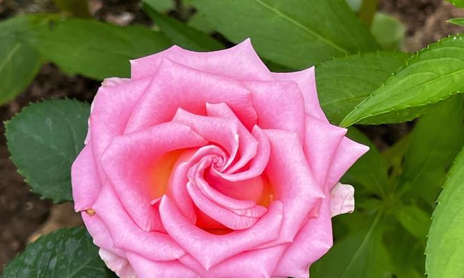 揭秘玫瑰与月季的差异（从形态、花瓣、花香、养护等方面分析）