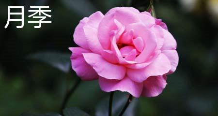 揭秘玫瑰与月季的差异（从形态、花瓣、花香、养护等方面分析）