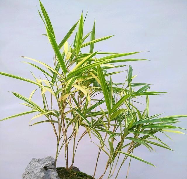 盆景竹子的种类及特点（探索盆景竹子的奥秘——从种类和特点来看）