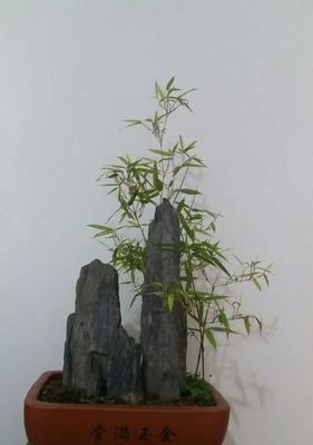 盆景竹子的种类及特点（探索盆景竹子的奥秘——从种类和特点来看）