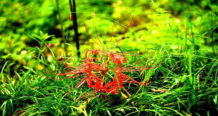 赏花季节丨探秘彼岸花的美妙（独特花姿绽放美丽丨彼岸花花期介绍）