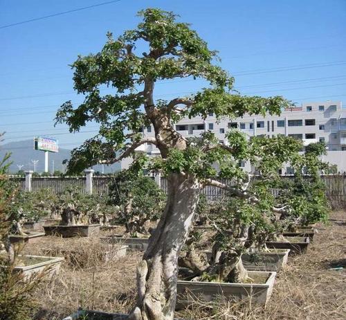 节白蜡盆景的养护技巧（保持清洁，定时浇水，避免虫害，防止过度修剪）