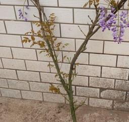 室内紫藤的种植技巧（打造室内花园，享受紫藤缤纷）