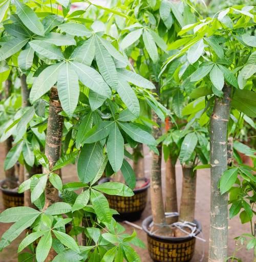 如何养护发财树，让枝叶茂盛？（发财树养护技巧分享，让你的绿植更美好）