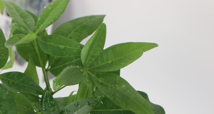 如何养护发财树，让枝叶茂盛？（发财树养护技巧分享，让你的绿植更美好）