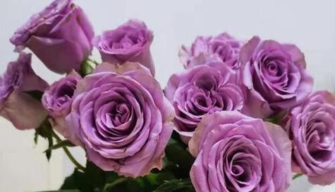送紫玫瑰的寓意与象征（探寻紫玫瑰的内涵及传达情感的方式）