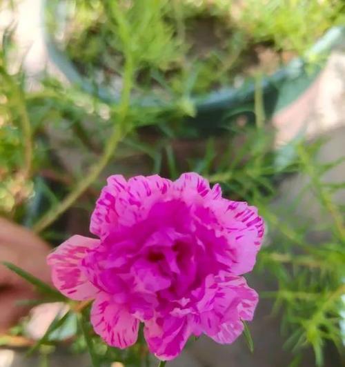 以太阳花的花语（探索以太阳花背后的寓意，发现阳光与勇气的象征）