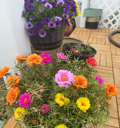 以太阳花的象征意义——勇气与希望的化身（以太阳花）