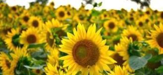 以太阳花的寓意与花语（阳光向往者的象征——以太阳花的意义和表达方式）