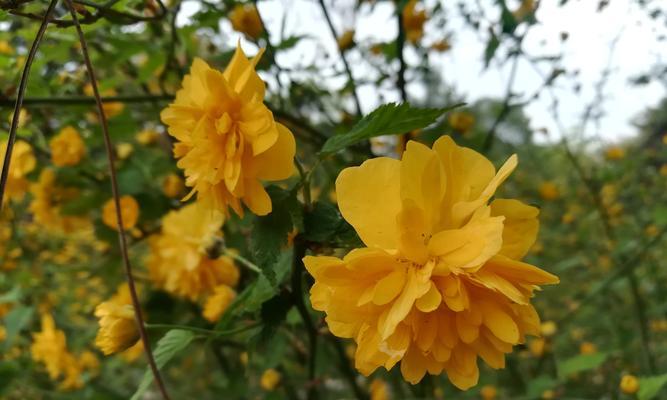 以棠棣花的象征意义（探索美丽花朵背后的寓意）