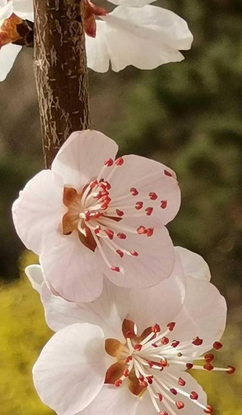 桃花的花语与意义（桃花花语传达的美好寓意与祝福）