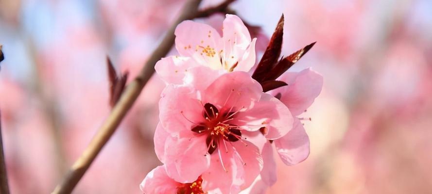 桃花之美与象征（桃花的寓意与象征）