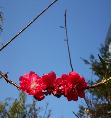 桃花的寓意和象征在古代代表什么（古代桃花文化的探索与解读）