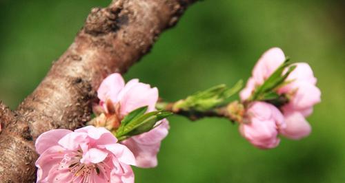 桃花的寓意和象征在古代代表什么（古代桃花文化的探索与解读）