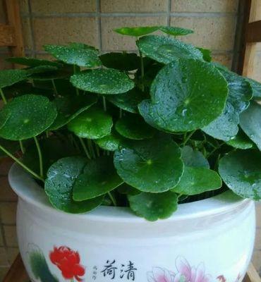 铜钱草的寓意与花语（探索铜钱草的象征意义和传达的情感）