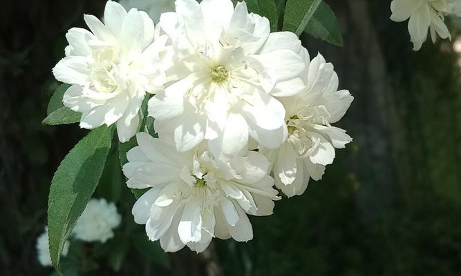 荼蘼花的寓意与象征（探究荼蘼花的传统意义和现代象征）