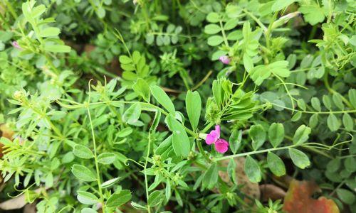 豌豆花语与意义（探寻豌豆花背后的花语密码）