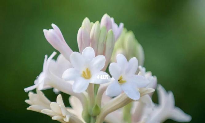 晚香玉花语（传承传统美学与情感寄托，晚香玉花语温暖心灵）