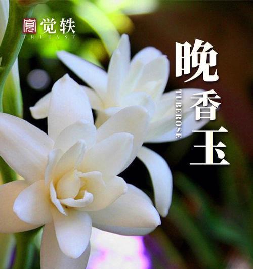 晚香玉花语之美——与芳馨共舞（探秘晚香玉的花语之美，感受芳馨的力量）