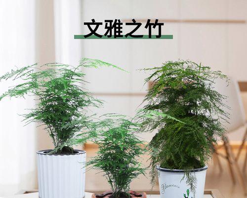 文竹的风水及寓意（探索文竹在风水中的地位和象征意义）