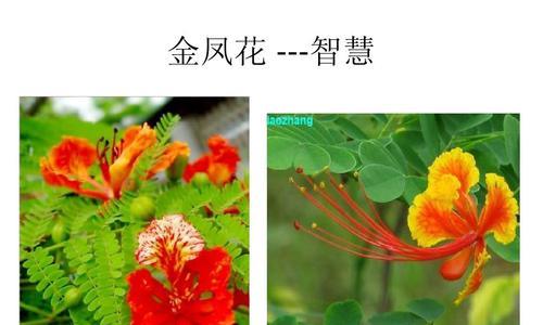 无忧花的花语（一朵花的微笑，点亮你的人生）