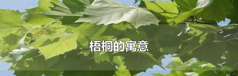 梧桐树的寓意与人生哲理（探索大自然中的智慧，领悟生活的真谛）