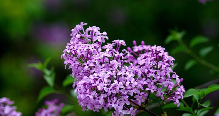 五瓣丁香花的含义与象征（揭开五瓣丁香花所蕴含的深刻寓意）