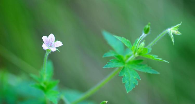 五叶草的花语和象征意义（幸运之花的寓意与传说）