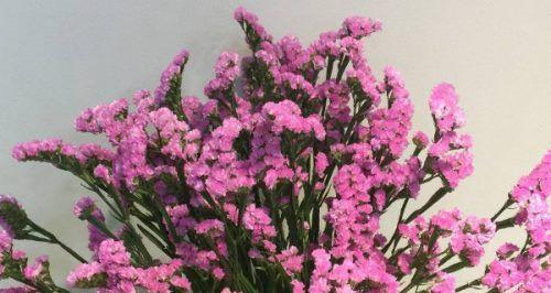以勿忘我花语传递的深情与祝福（不同颜色勿忘我花语的含义与表达方式）