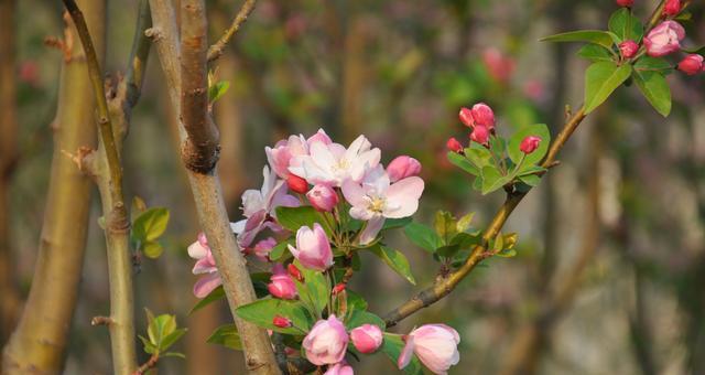 以西府海棠花语的深意——传递美丽与坚韧的象征（以西府海棠，唤醒内心的自由与勇敢）