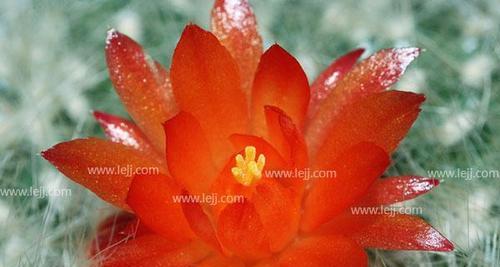 仙人掌的花语与寓意——坚韧不拔的生命力（探索仙人掌的花语与寓意，了解其神秘的生命力与坚持不懈的精神）