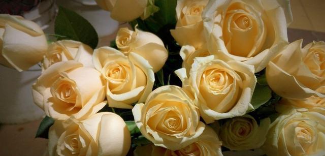 香槟玫瑰的花语与意义（解读香槟玫瑰所代表的爱情和祝福）