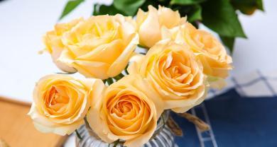 香槟色玫瑰花的寓意与象征（浪漫、优雅与祝福的象征——香槟色玫瑰花）