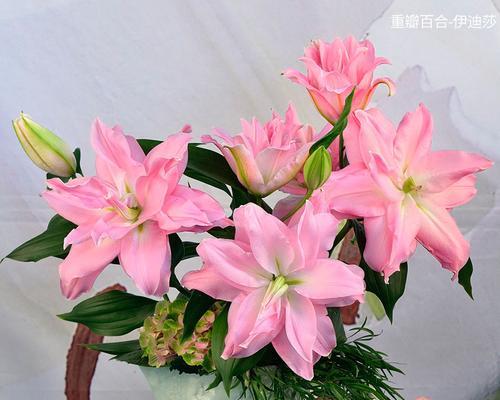 香水百合的寓意与象征意义（探索香水百合的美丽与神秘）