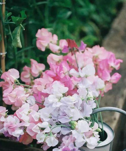 探寻香碗豆花的深意（豆花之美与人生哲理）