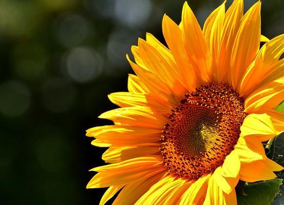 向日葵的寓意与象征——希望、阳光和成长（用朝阳的微笑迎接每一天）