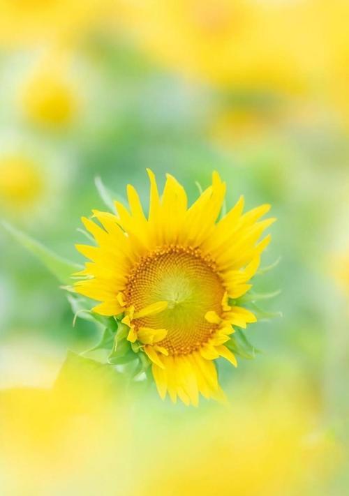 阳光之花（探索向日葵所代表的勇气、阳光和无尽的希望）