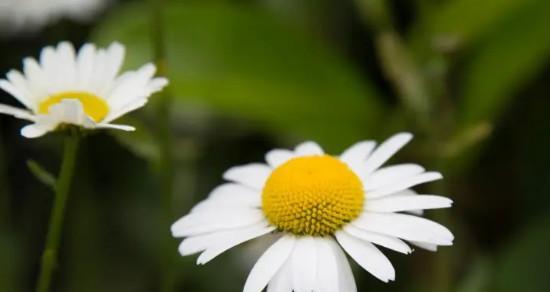 小邹菊的花语与意义（探寻小邹菊花语的深刻内涵）